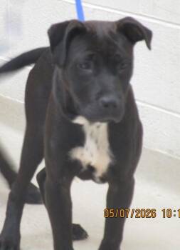 Pit Bull Terrier Dogs Available for Adoption in Marietta, Georgia - Jack-Jack(24) | PetCurious