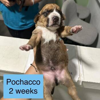 Pochacco -  Labrador Retriever and Pit Bull Terrier Dog for Adoption in Tampa, Florida - Pochacco | PetCurious