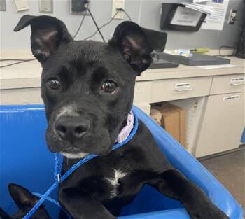 Mixed Breed Dogs Available for Adoption in Dallas, Texas - VELMA | PetCurious