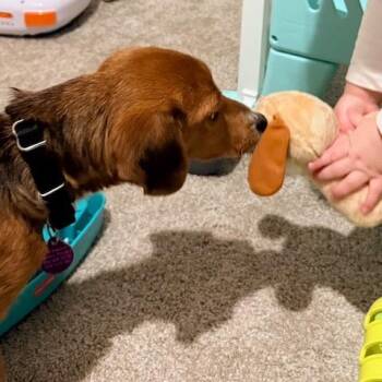 Mixed Breed Dogs Available for Adoption - Frostee | PetCurious