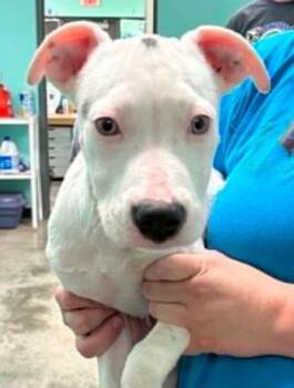 Della -  Terrier and Mixed Breed Dog Available for Adoption in Lampasas, Texas - Della | PetCurious