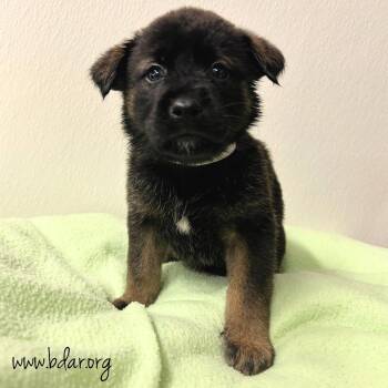 Ziti -  Akita and Mixed Breed Dog Available for Adoption in Cheyenne, Wyoming - Ziti | PetCurious