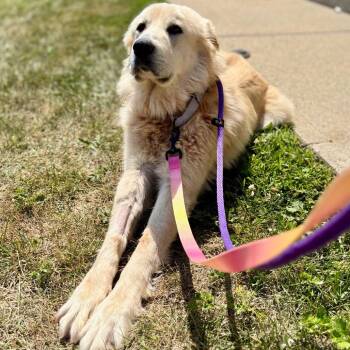Maw -  Mixed Breed Dog for Adoption in Westhampton, New York - Maw | PetCurious