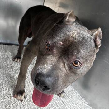 Diesel Forsey -  Mixed Breed Dog for Adoption in Philadelphia, Pennsylvania - Diesel Forsey | PetCurious
