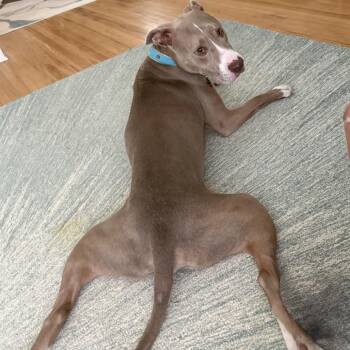 Jojo -  Mixed Breed Dog for Adoption in Kingsley, Kentucky - Jojo | PetCurious