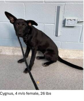 Cygnus -  Shepherd Dog for Adoption in Oswego, Illinois - Cygnus | PetCurious