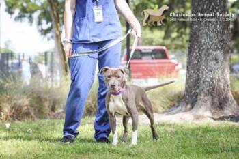 92947a Smokey Blue -  American Staffordshire Terrier and Mixed Breed Dog for Adoption in North Charleston, South Carolina - 92947a Smokey Blue | PetCurious