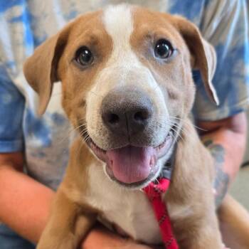Echo -  Cattle Dog and Mixed Breed Dog for Adoption in Council Bluffs, Iowa - Echo | PetCurious