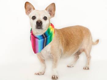 Chihuahua Dogs Available for Adoption - Chirris | PetCurious
