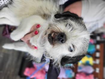 Brussels Griffon Dogs Available for Adoption - Edna | PetCurious