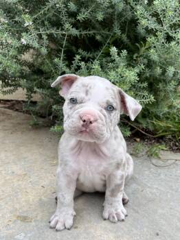 Thistle -  American Bulldog and French Bulldog Dog for Adoption in Orange, California - Thistle | PetCurious