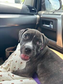 Potato -  Staffordshire Bull Terrier and American Staffordshire Terrier Dog for Adoption in Holly Springs, North Carolina - Potato | PetCurious