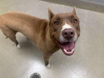 Pit Bull Terrier and German Shepherd Dog Dogs Available for Adoption in Las Vegas, Nevada - SOUR PATCH KID | PetCurious