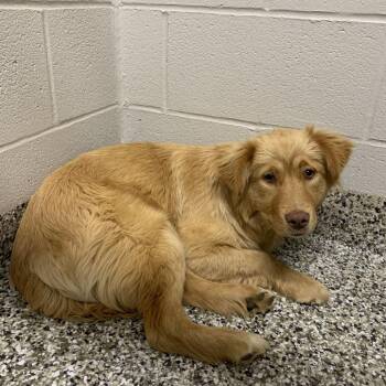 Spitz Dogs Available for Adoption in Morganton, North Carolina - Sunflower | PetCurious