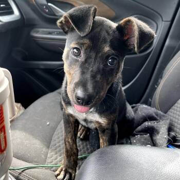 Snickers -  Shepherd and Mixed Breed Dog for Adoption in Fayetteville, Arkansas - Snickers | PetCurious