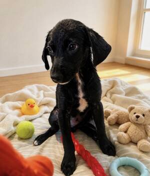 Judah -  Terrier and Chiweenie Dog for Adoption in Camp Pendleton North, California - Judah | PetCurious