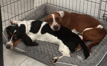 Duke and Daisy -  Basset Hound Dog for Adoption in Auburndale, Florida - Duke And Daisy | PetCurious