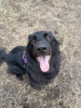 German Shepherd Dog and Belgian Shepherd Tervuren Dogs Available for Adoption - Sushi | PetCurious