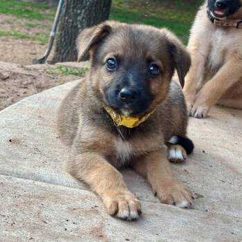 Phoenix -  Australian Shepherd and Shepherd Dog for Adoption in Pelham, New Hampshire - Phoenix | PetCurious