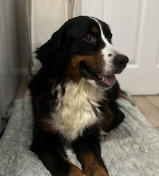 Bernese Mountain Dog Dogs Available for Adoption in Valrico, Florida - Maven | PetCurious