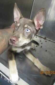(intake 3) -  Shepherd and Siberian Husky Dog for Adoption in Marietta, Georgia - (intake 3) | PetCurious