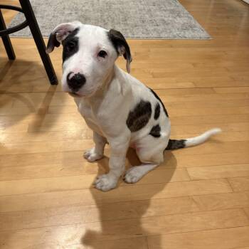 Jack -  Pit Bull Terrier and Border Collie Dog for Adoption in Minneapolis, Minnesota - Jack | PetCurious