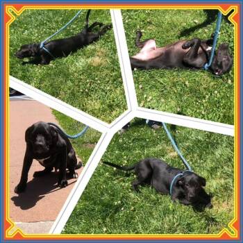 DEPUTY -  Great Dane Dog Available for Adoption in Buckhannon, West Virginia - DEPUTY | PetCurious