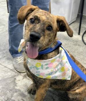 Karly -  Terrier Dog for Adoption in Scottsburg, Indiana - Karly | PetCurious
