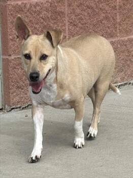 SUSIE -  Chihuahua and Cardigan Welsh Corgi Dog for Adoption in Colorado Springs, Colorado - SUSIE | PetCurious