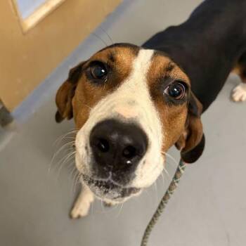 Vada -  Mixed Breed Dog for Adoption in Asheville, North Carolina - Vada | PetCurious