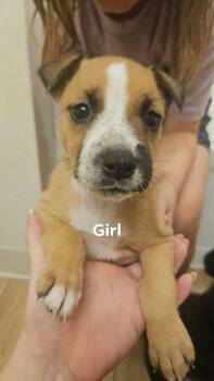 26-04 Fozzie -  Terrier Dog for Adoption in St. Helens, Oregon - 26-04 Fozzie | PetCurious