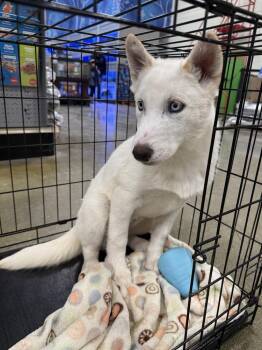 Husky Dogs Available for Adoption - Mika | PetCurious