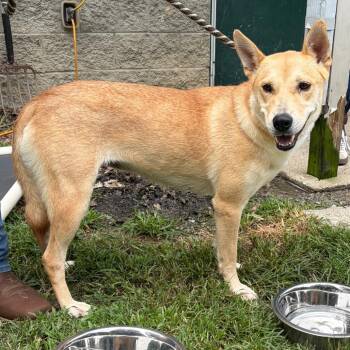 Jazzy -  Shepherd and Yellow Labrador Retriever Dog for Adoption in Nashville, Tennessee - Jazzy | PetCurious