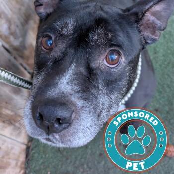 Winston Furchill -  English Bulldog Dog for Adoption in Lakeland, Florida - Winston Furchill | PetCurious