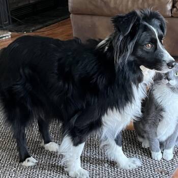 Chance -  Border Collie and Australian Shepherd Dog for Adoption in The Woodlands, Texas - Chance | PetCurious