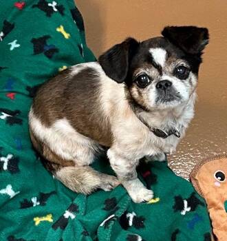 Freeway -  Pug Dog for Adoption in Fort Pierce, Florida - Freeway | PetCurious