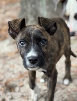 Rescue Jack Russell Terrier and Pit Bull Terrier Dogs for Adoption in Hortense, Georgia - Harper | PetCurious