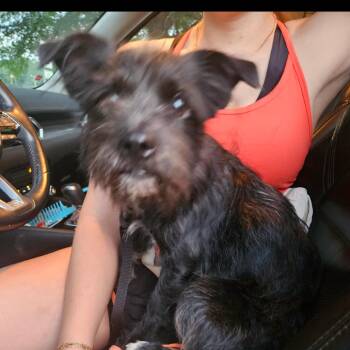 Alfred -  Terrier and Mixed Breed Dog Available for Adoption in Kittanning, Pennsylvania - Alfred | PetCurious
