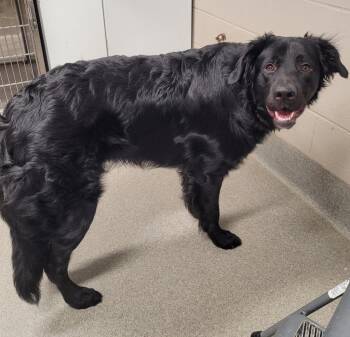 Golden Retriever and German Shepherd Dog Dogs Available for Adoption in Hopkinsville, Kentucky - Albert/Levi | PetCurious