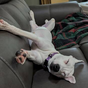 Oscar -  Mixed Breed Dog for Adoption in Olathe, Kansas - Oscar | PetCurious