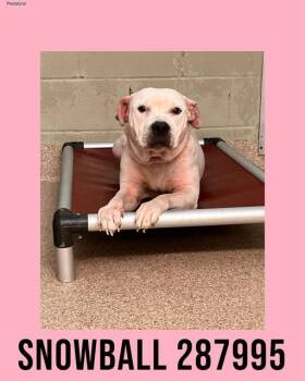 Pit Bull Terrier and Mixed Breed Dogs Available for Adoption - SNOWBALL | PetCurious