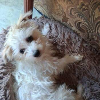 Shih Tzu and Poodle Dogs Available for Adoption - Scrappy Joe | PetCurious