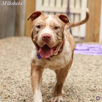 Milkshake -  English Bulldog and Mixed Breed Dog for Adoption in Hopkinton, Massachusetts - Milkshake | PetCurious