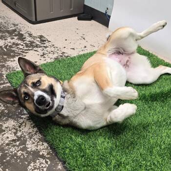 Husky and Shepherd Dogs Available for Adoption in Columbia, Missouri - Yuki | PetCurious