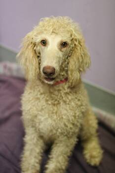 Moonpie in NH. Come Meet our Adoptable Dogs Wednesday-Saturday.  -  Poodle Dog for Adoption in Manchester, New Hampshire - Moonpie In NH. Come Meet Our Adoptable Dogs Wednesday-Saturday.  | PetCurious