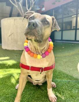 RURU -  Pit Bull Terrier and Mixed Breed Dog for Adoption in San Francisco, California - RURU | PetCurious
