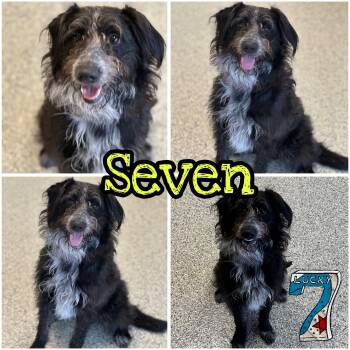 Goldendoodle and English Shepherd Dogs Available for Adoption - Seven | PetCurious