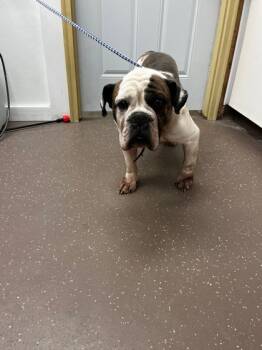 Rescue English Bulldog and Mixed Breed Dogs for Adoption in South Bend, Indiana - Co | PetCurious