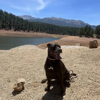 Rescue Pit Bull Terrier Dogs for Adoption in Colorado Springs, Colorado - Sarah | PetCurious