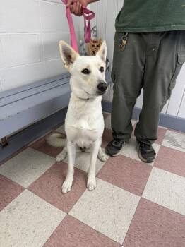 Kona -  Carolina Dog and German Shepherd Dog Dog for Adoption in Ontario, California - Kona | PetCurious